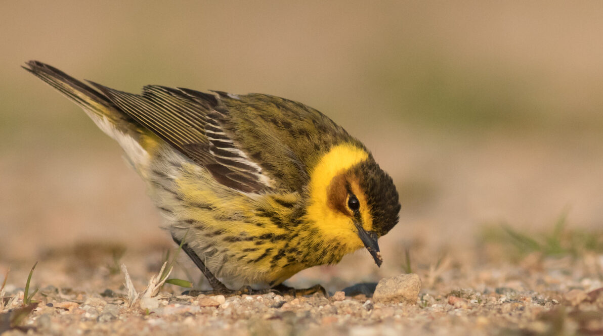 A tired Cape May Warbler forages on the ground