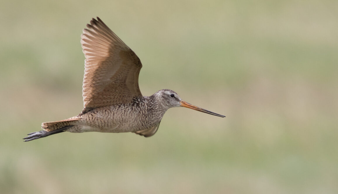 A Marbled Godwit floats over the prairie