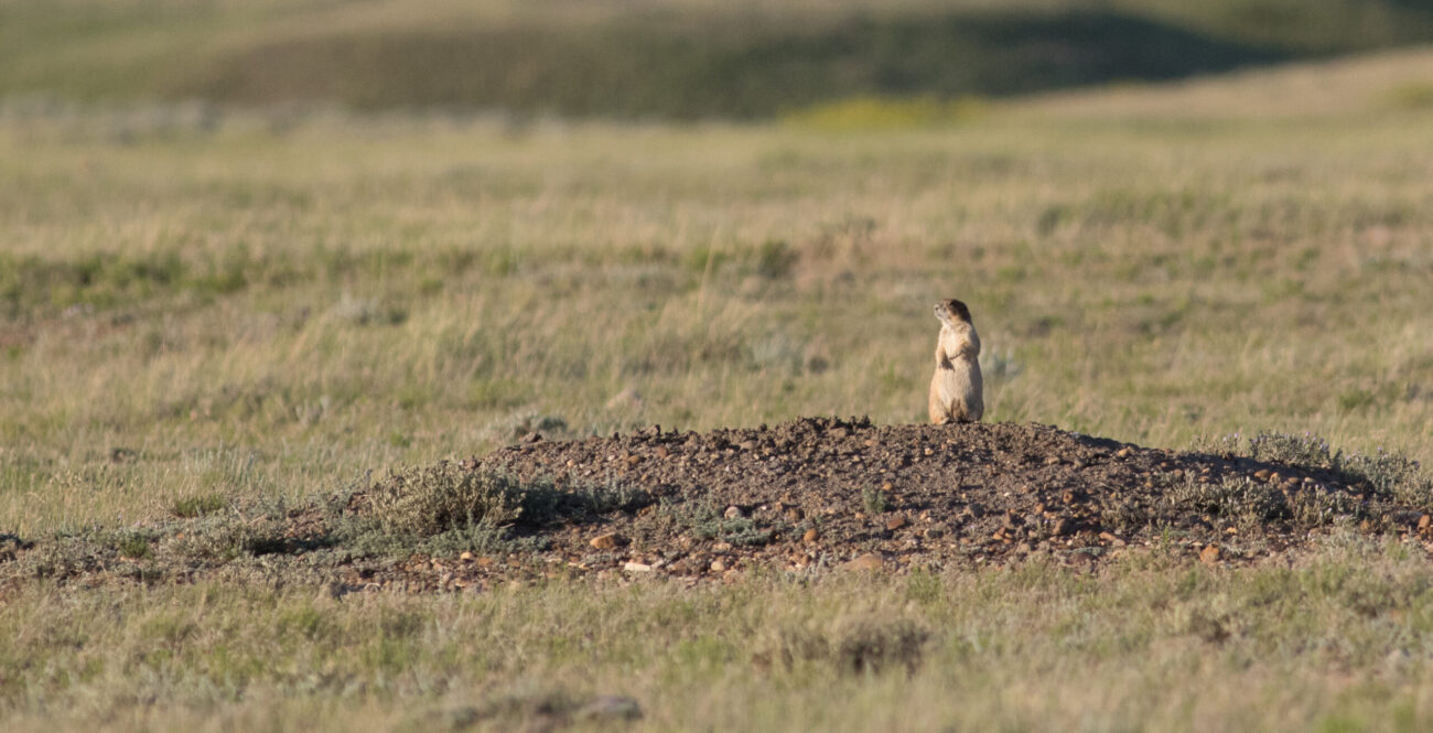 A Black-tailed Prairie Dog watches vigilantly