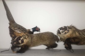 Study mounts: two American Badgers and a Ring-necked Pheasant